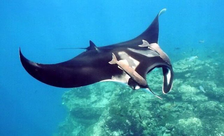 Note: Unfortunately, I do not have a dive camera. This is just a photo of a manta ray I lifted from the internet for illustration purposes only.